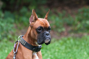 boxer dog portrait close up