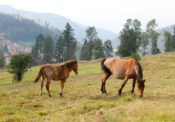 Fototapeta premium Horses