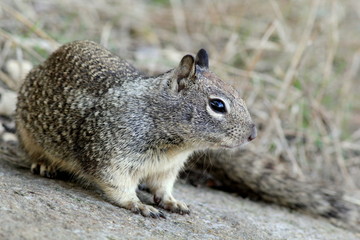 Naklejka na ściany i meble California Ground Squirrel