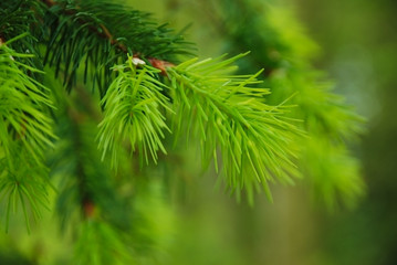Pine needles