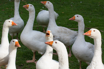 Obraz premium White goose