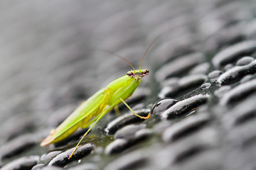 grasshopper facing you on wet grate