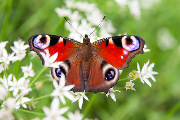 Fototapeta premium butterfly peacock