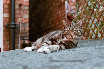Tabby cat stretching on shed roof
