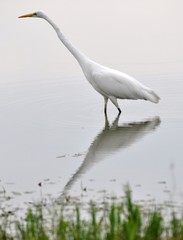 Silberreiher