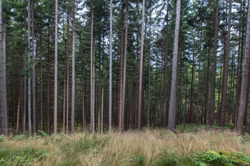 Obraz premium mountain forest