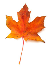 Maple leaf