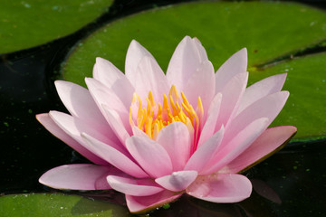 beautiful lotus in pond