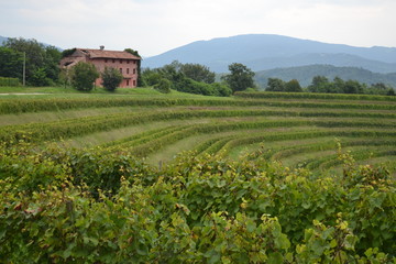 Fototapeta na wymiar Weinbaugebiet Collio in Italien
