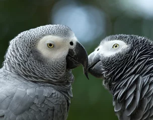 Fotobehang parrot bird © Pakhnyushchyy