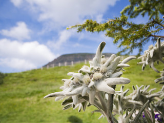 edelweiss in south tyrol