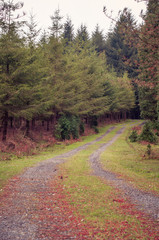Obraz premium Path in a pine forest in autumn