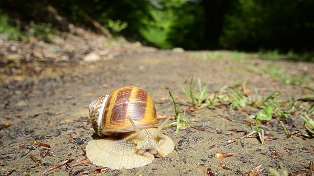 Snail HD, wide angle