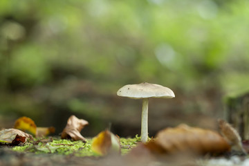 white mushroom growing on an autumn forest, green abstract bohek