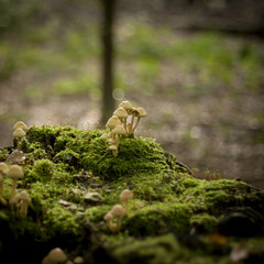 little mushrooms growing on the green moss in a forest with glit