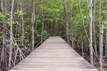 Mangrove forest