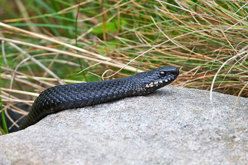 Common European Adder (vipera berus)