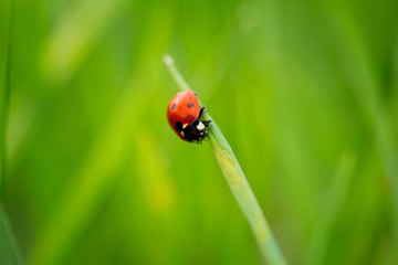 ladybug on grass