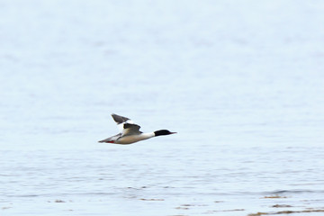 Mergus merganser, Goosander.