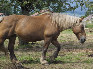 Caballos pastando en Saboya (Francia)