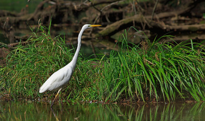 White Heron (Egretta alba)