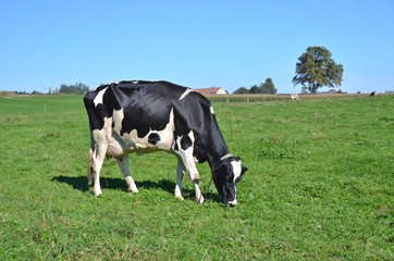 Cow