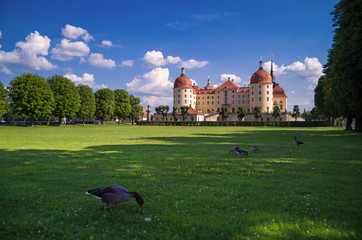 Gänsen vorm Schloss Moritzburg Sachsen