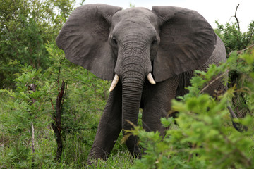 L& 39 éléphant d& 39 Afrique vient vers vous. Afrique du Sud. он африканский