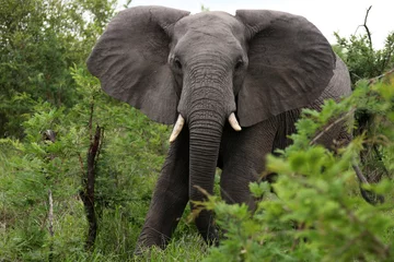 Zelfklevend Fotobehang Afrikaanse olifant komt naar je toe. Zuid-Afrika. Afrikaanse olifant © okyela