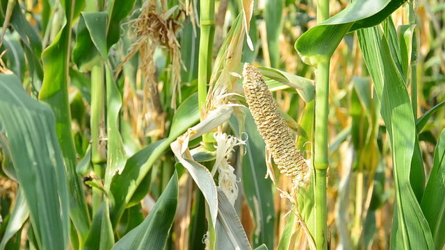 Drought damaged corn field effects of prolonged hot weather. HD