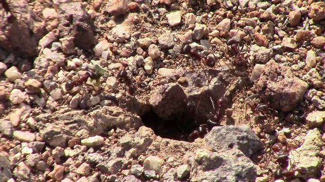 Closeup of an ant colony