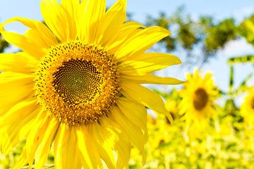 Many of the areas planted with sunflower