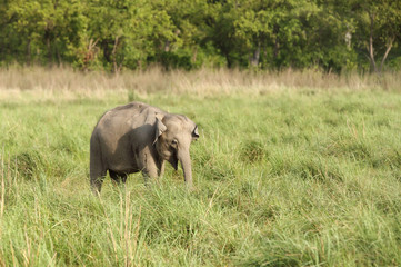 Naklejka na ściany i meble Baby elephant in the grassland