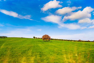 Fototapeta premium Tree in a field