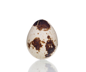 Single quail egg.