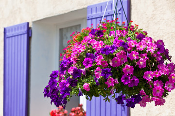 Fototapeta na wymiar Bright petunia flowers on a house wall background