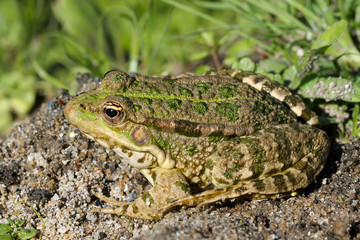 Crapaud
