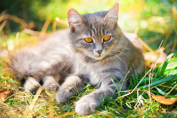 Naklejka na ściany i meble Cute siberian cat relaxing outdoor on the grass