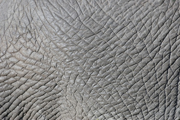Fototapeta premium Elephant skin