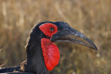 Ground hornbill portrait
