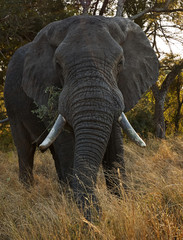 Fototapeta na wymiar big male elephant