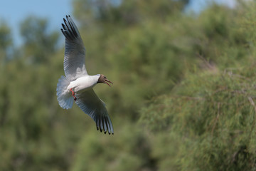 Lachmöwe, Black-headed gull, Chroicocephalus ridibundus