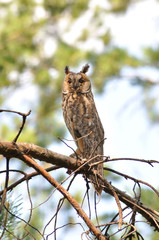 Long-eared owl. Ukraine