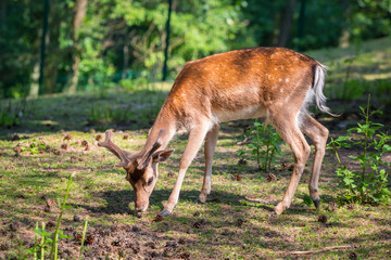 Naklejka na ściany i meble Young roe deer on the meadow