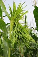 Fototapeta premium Hexenbesen