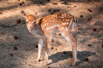Young roe deer on the meadow