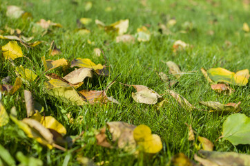 Colored Leaves in the Grass