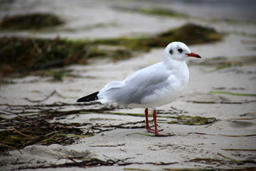 Lachmöwe, Ostseestrand Probstei