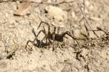 braune Spinne – groß