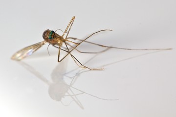 Gelse, Stechmücke, Staunsen, Stanzen, Schnaken oder doch Moskito